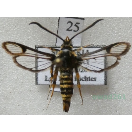 Bembecia puella Z. Laštůvka, 1989 Slovakia25